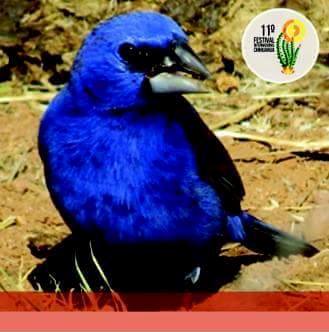 Alas que Vuelan con el Viento