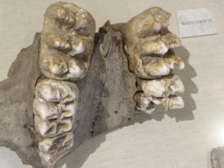 paleontologico_2-Thumbnail Image.jpg